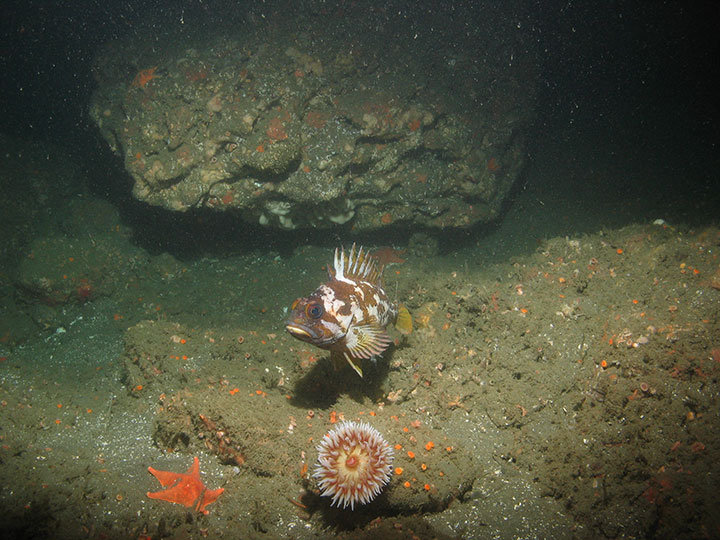 caramel brown and white markings on a gopher rockfish stand out from the brown green mud coating the sea floor with craggy rocks, a orange bat star and a red and white colored fish eating anemone sit near the rockfish in the dark water